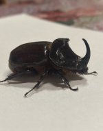 IMG_2378.jpeg