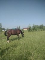 IMG_20260620_103627.jpg