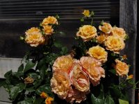 IMG_20260620_150044.jpg