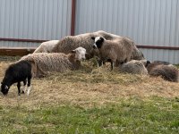IMG_0023.jpeg