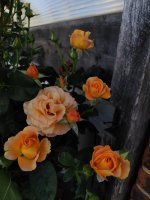 IMG_20260622_094445.jpg