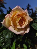 IMG_20260622_092601.jpg