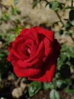 IMG_20260622_092332.jpg
