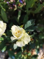 IMG_20260622_092100.jpg