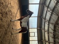 IMG_2426.jpeg
