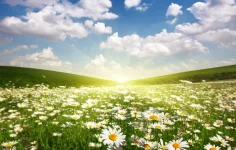 pole-romashki-solnce-rassvet.webp