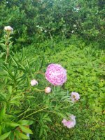 IMG_20260623_161415.jpg