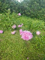IMG_20260623_161412.jpg