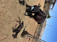 IMG_3700.jpeg