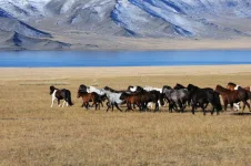 none-103671138.webp