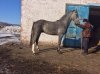 Экстрим( Калок-Эрмина)13.jpg