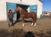 Казбек( Колок - Каринка)12.jpg