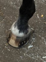 IMG_8368.jpeg