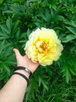 IMG20260625200609.jpg