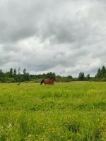 IMG_20260624_184409.jpg
