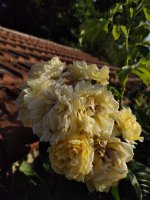 IMG_20260626_074848.jpg