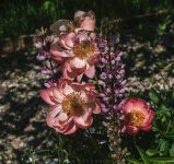 IMG_3479.jpg