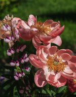 IMG_3484.jpg