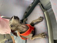 IMG_3749.jpeg