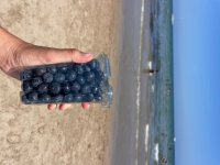 IMG_3755.jpeg