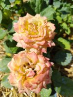IMG_20260628_134453.jpg
