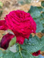 IMG_20260627_211059.jpg