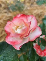 IMG_20260627_211110.jpg