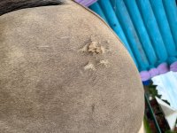 IMG_9141.jpeg