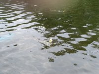 IMG_20260629_132938.jpg