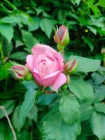 IMG20260629183003.jpg