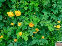 IMG20260629183011.jpg