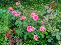 IMG20260704183542.jpg