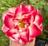 IMG_3372.jpeg