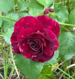 IMG_3371.jpeg