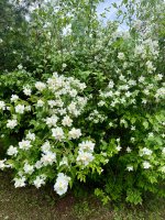 IMG_3370.jpeg