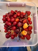 IMG_3553.jpeg
