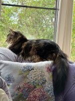 IMG_3376.jpeg