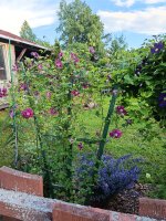 IMG_20260705_192712.jpg