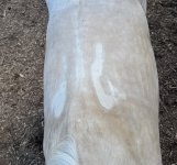 IMG_9728.jpeg