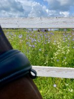 IMG_1101.jpeg