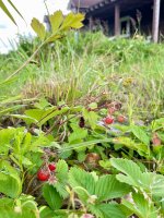 IMG_1090.jpeg