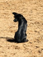 IMG_9233.jpeg