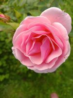 IMG_20260709_193204.jpg