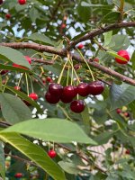 IMG_9258.jpeg