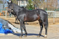 Kamerton_LAG.jpg Kamerton_LAG.jpg