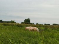 IMG_20260711_185320.jpg