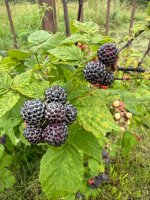 697f389b-7941-4ccb-8347-c6a5eddb68c8.jpeg