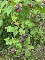 IMG_3711.jpeg