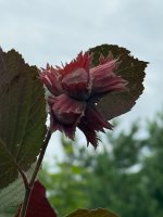 IMG_3708.jpeg