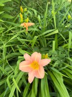 IMG_3705.jpeg